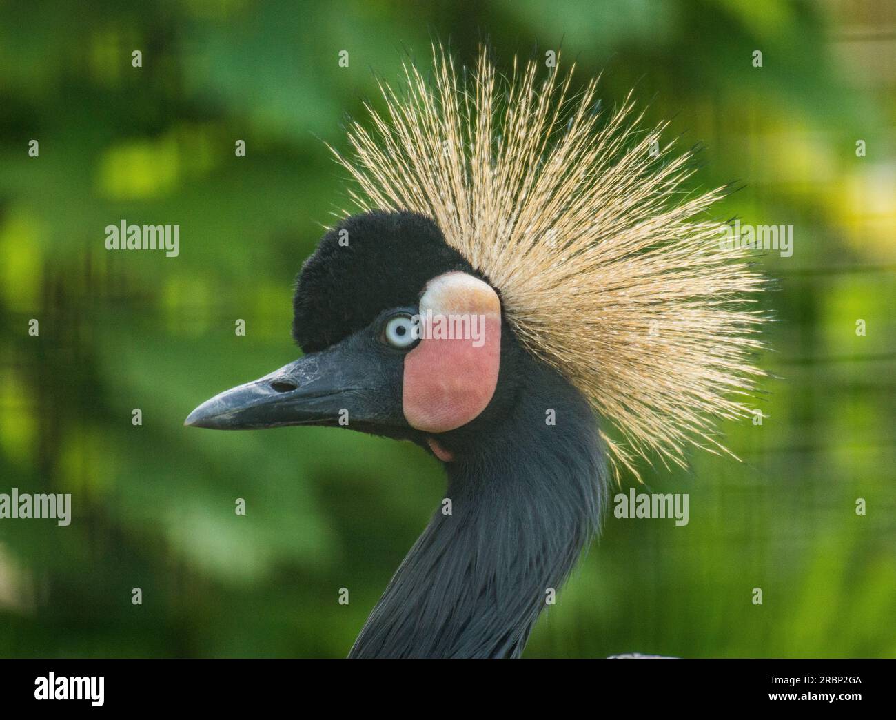 Showy Grey Crowned Crane Stock Photo