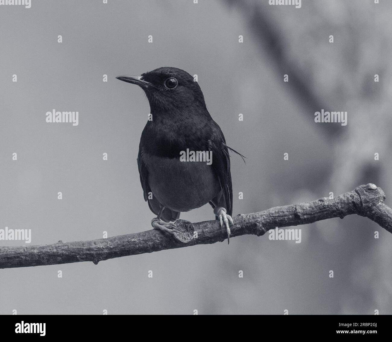 Small Magpie Robin Stock Photo