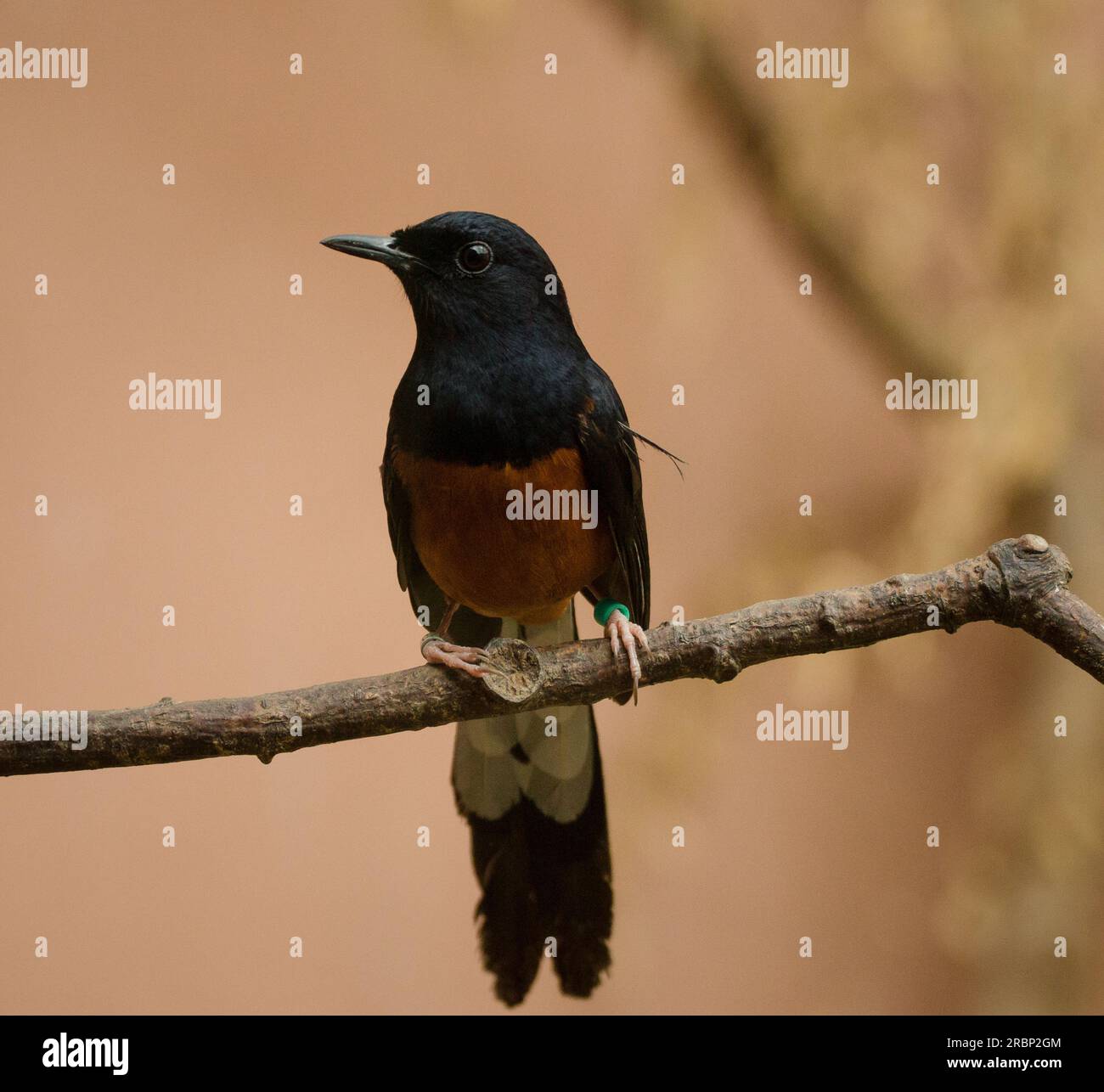 Small Magpie Robin Perched Stock Photo