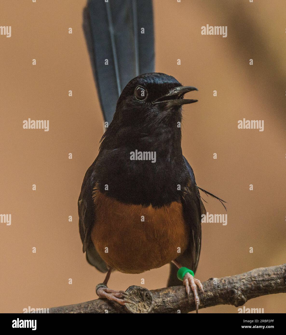 Tail Up Magpie Robin Stock Photo