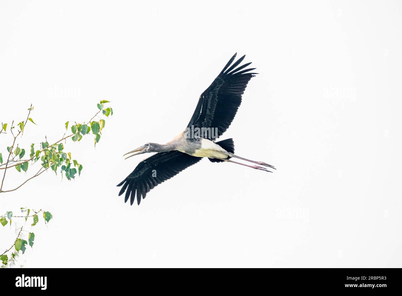 A Painted stork Calling while flying Stock Photo