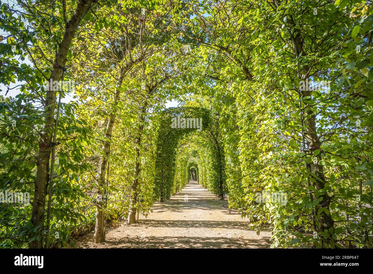Pergola made of beech trees in the Kleiner Tannenwald park in Bad Homburg, Taunus, Hesse, Germany Stock Photo