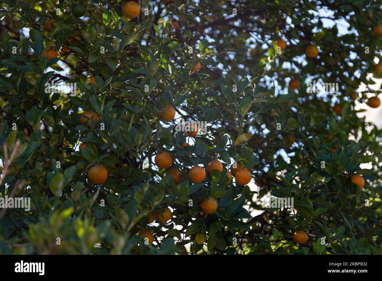 A clementine (Citrus × clementina) is a hybrid between a mandarin