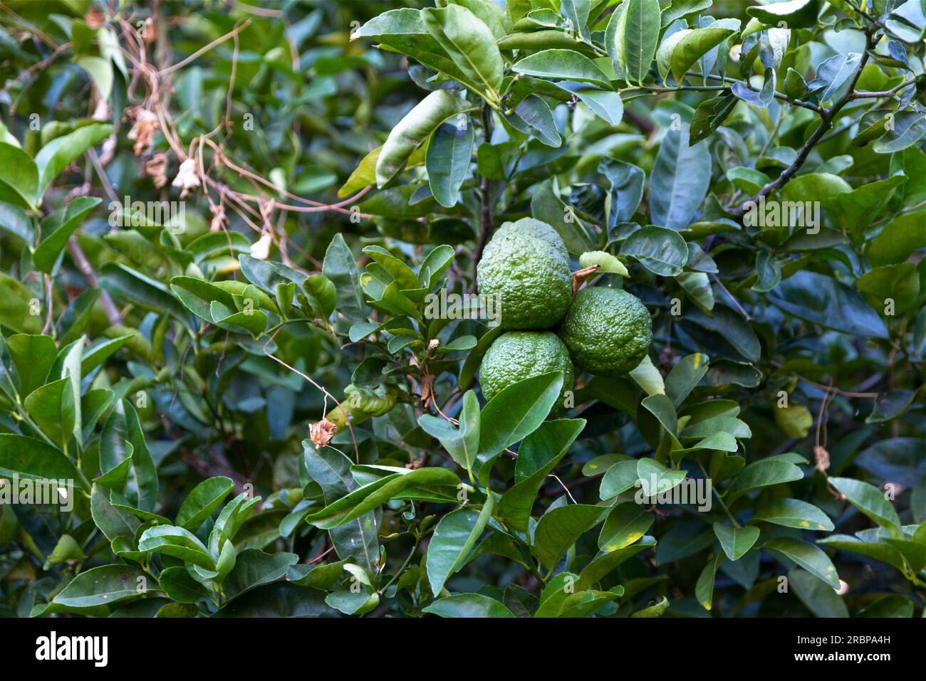 Kaffir limes hi-res stock photography and images - Alamy