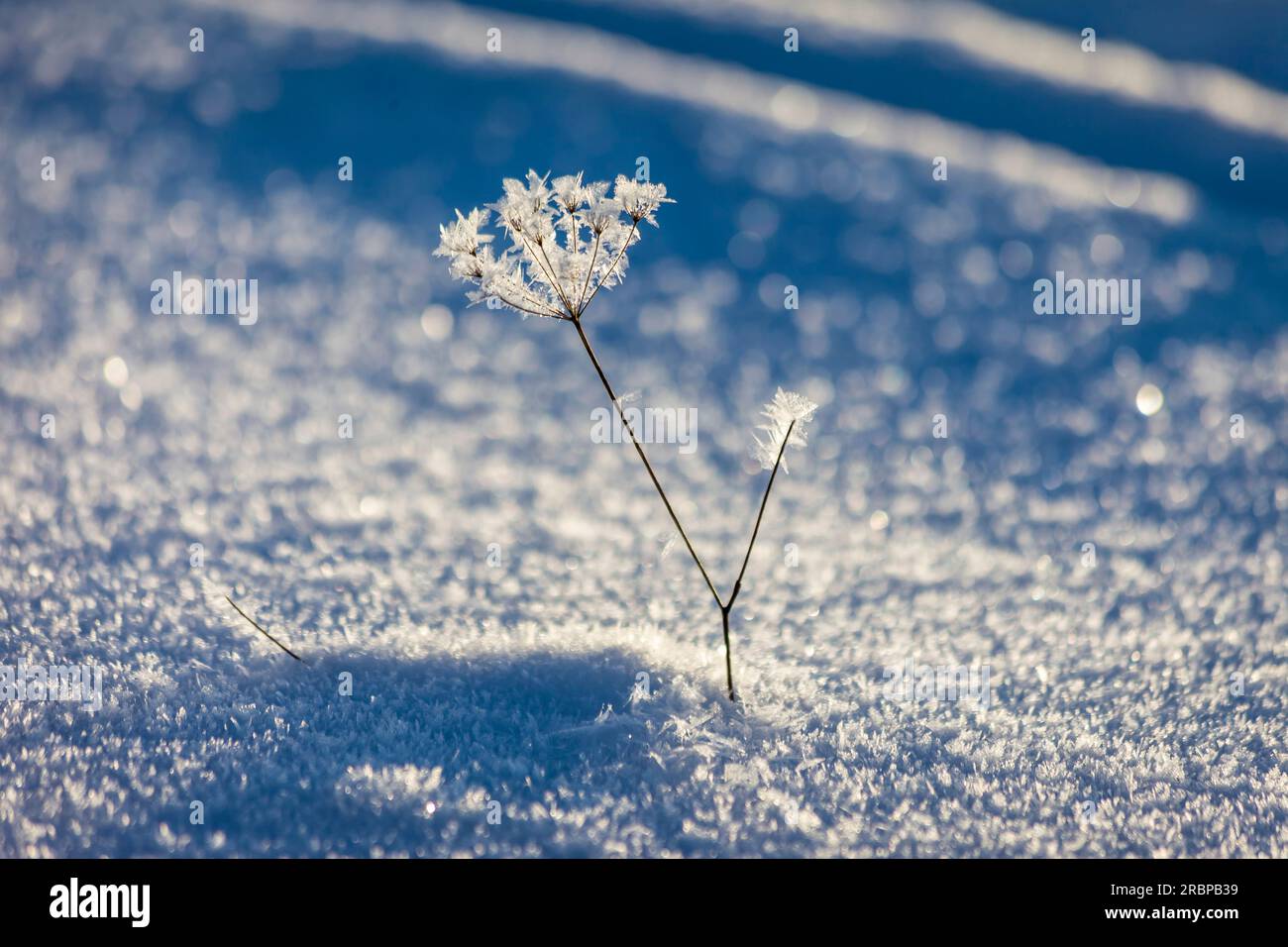 Blade of grass with hoarfrost, Niedernhausen, Hesse, Germany Stock Photo