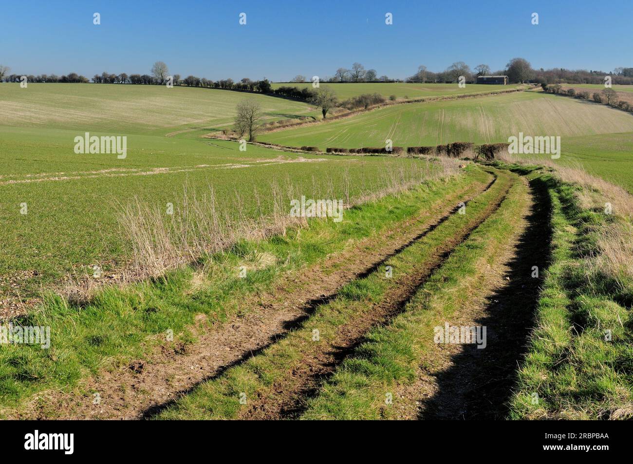 A rutted byway on the Lambourn Downs near Upper Upham, Wiltshire. Stock Photo