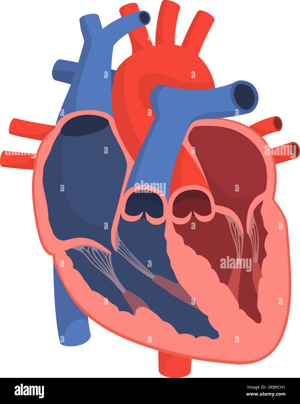 Anatomy of a healthy human heart, cardiology and medicine concept Stock Vector