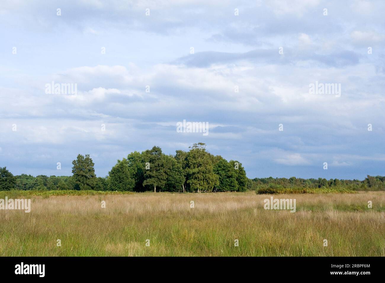 Grassland at Haaksbergerveen in summer Stock Photo Alamy