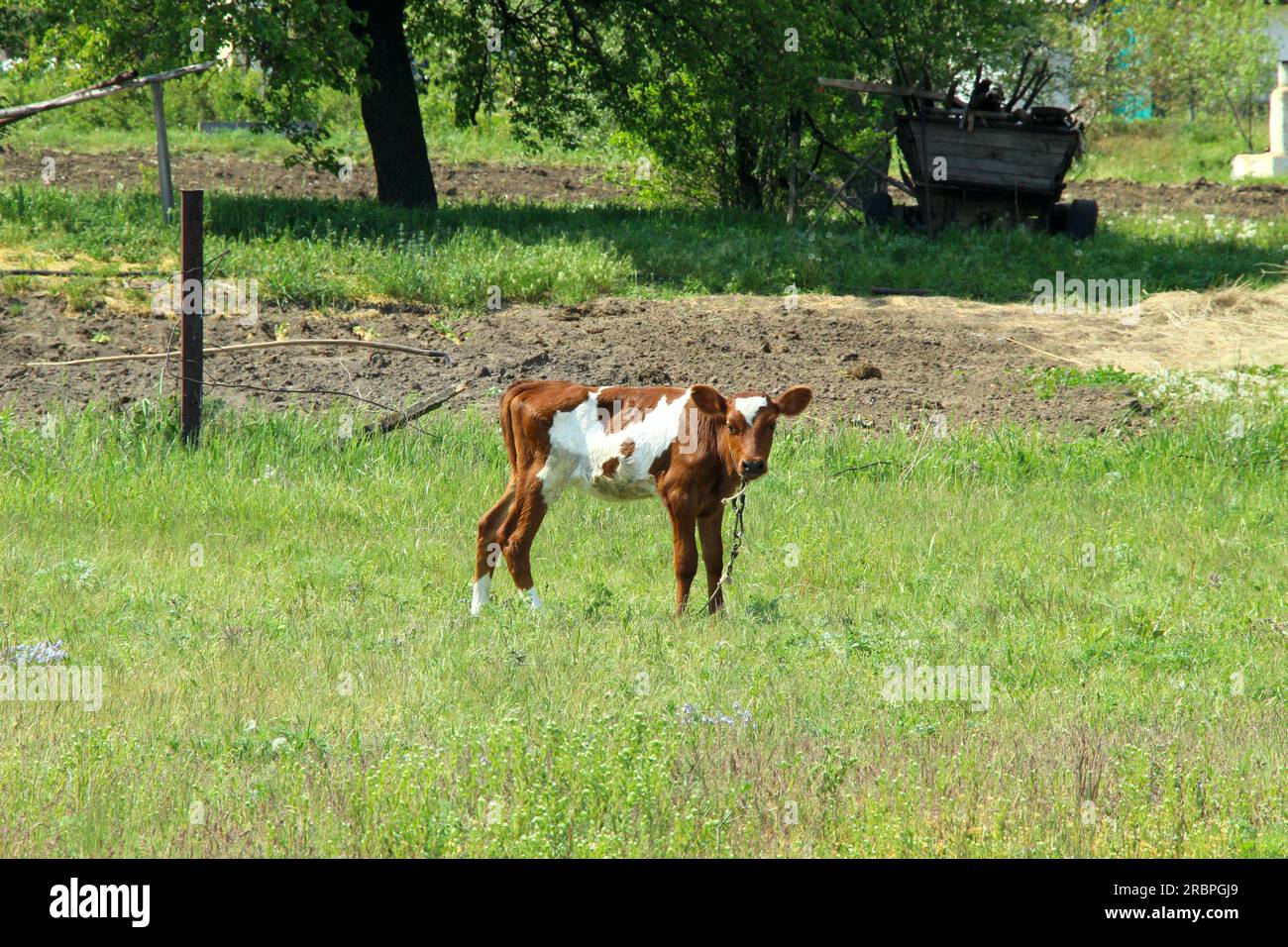 Young cow calf in the meadow Stock Photo