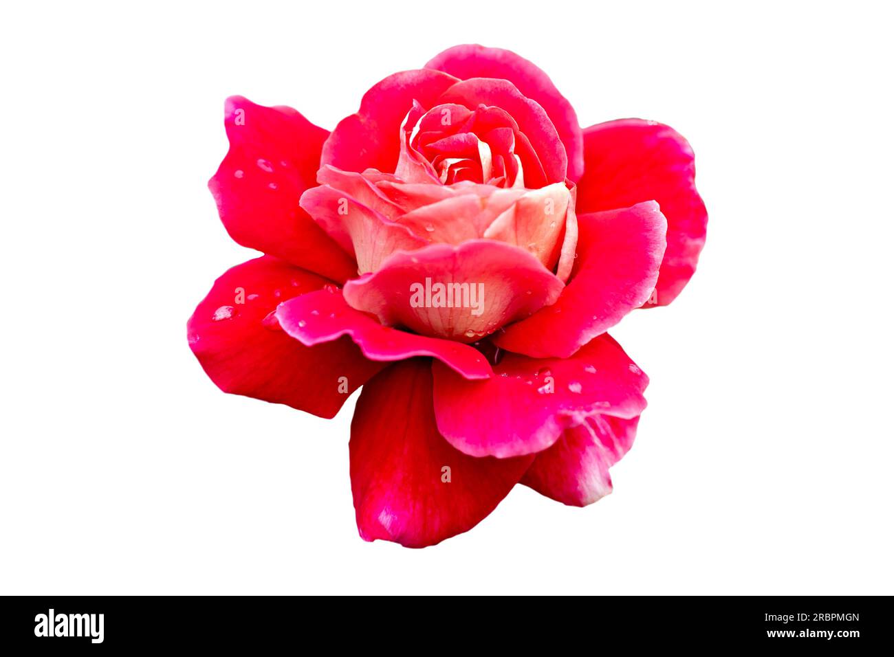 red rose blossom on white background Stock Photo