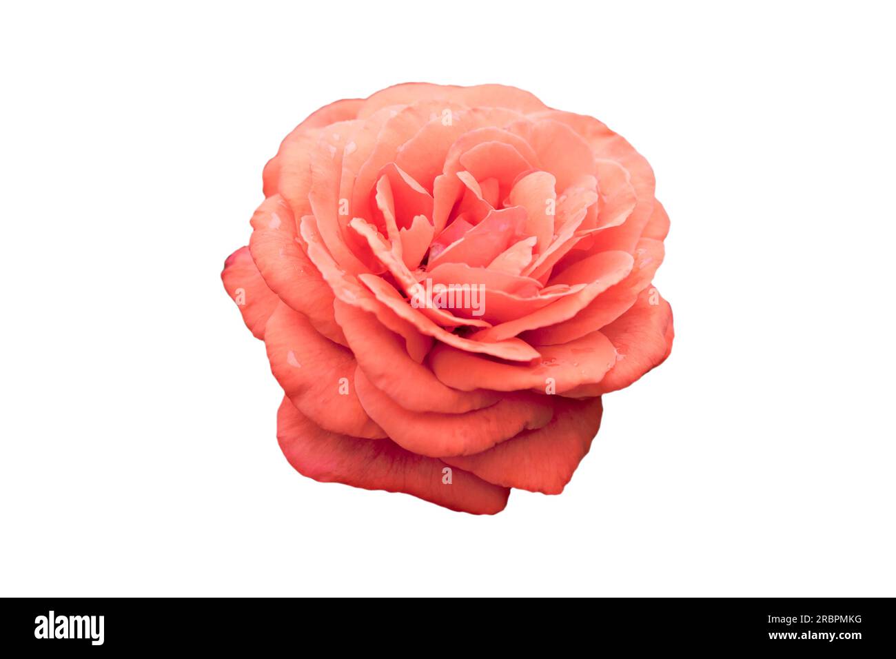 cream rose on white background, isolated, closeup Stock Photo