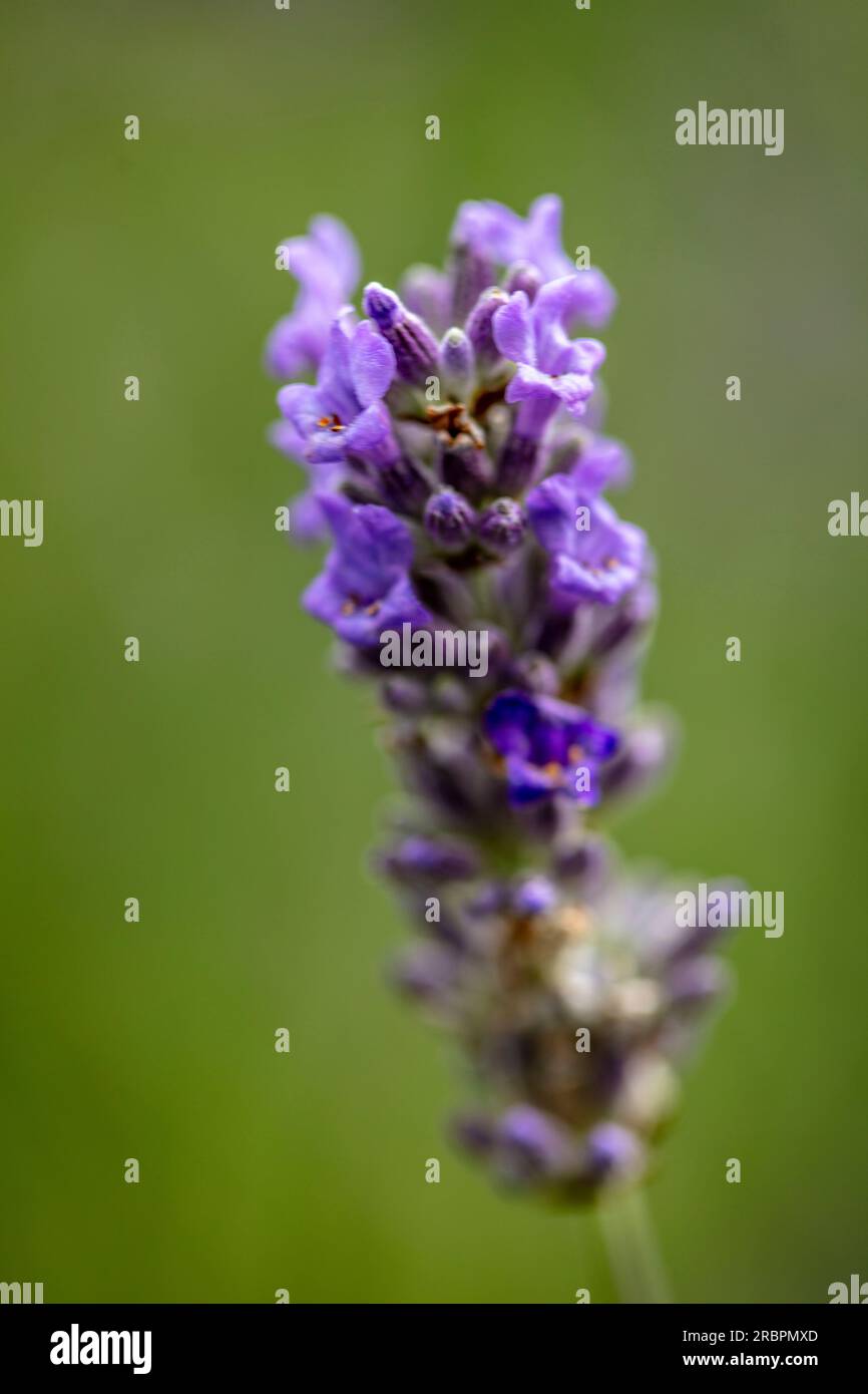 Natural very close up flowering plant portrait of aromatic Lavender
