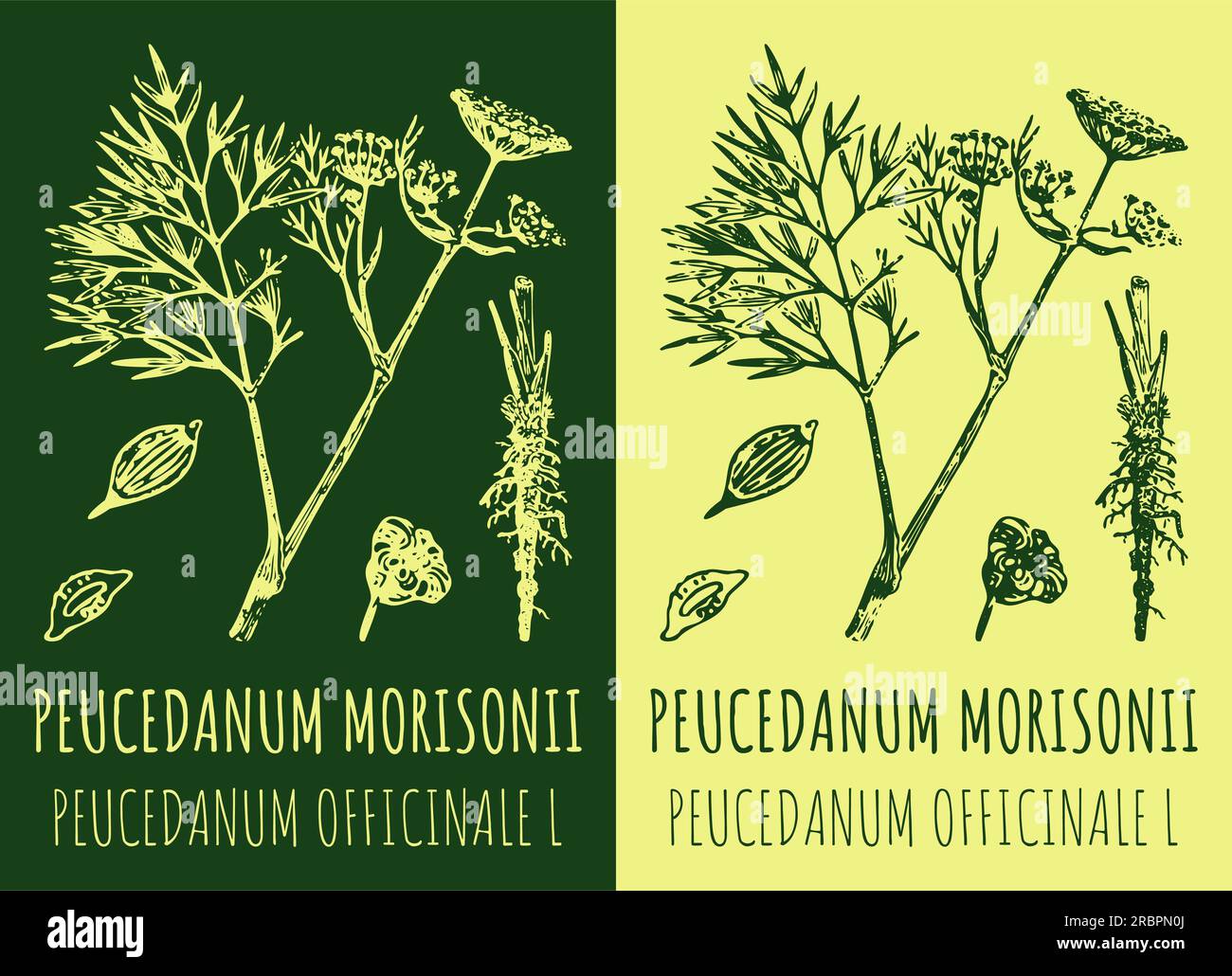 Vector drawing PEUCEDANUM MORISONII . Hand drawn illustration. The Latin name is PEUCEDANUM OFFICINALE L. Stock Photo