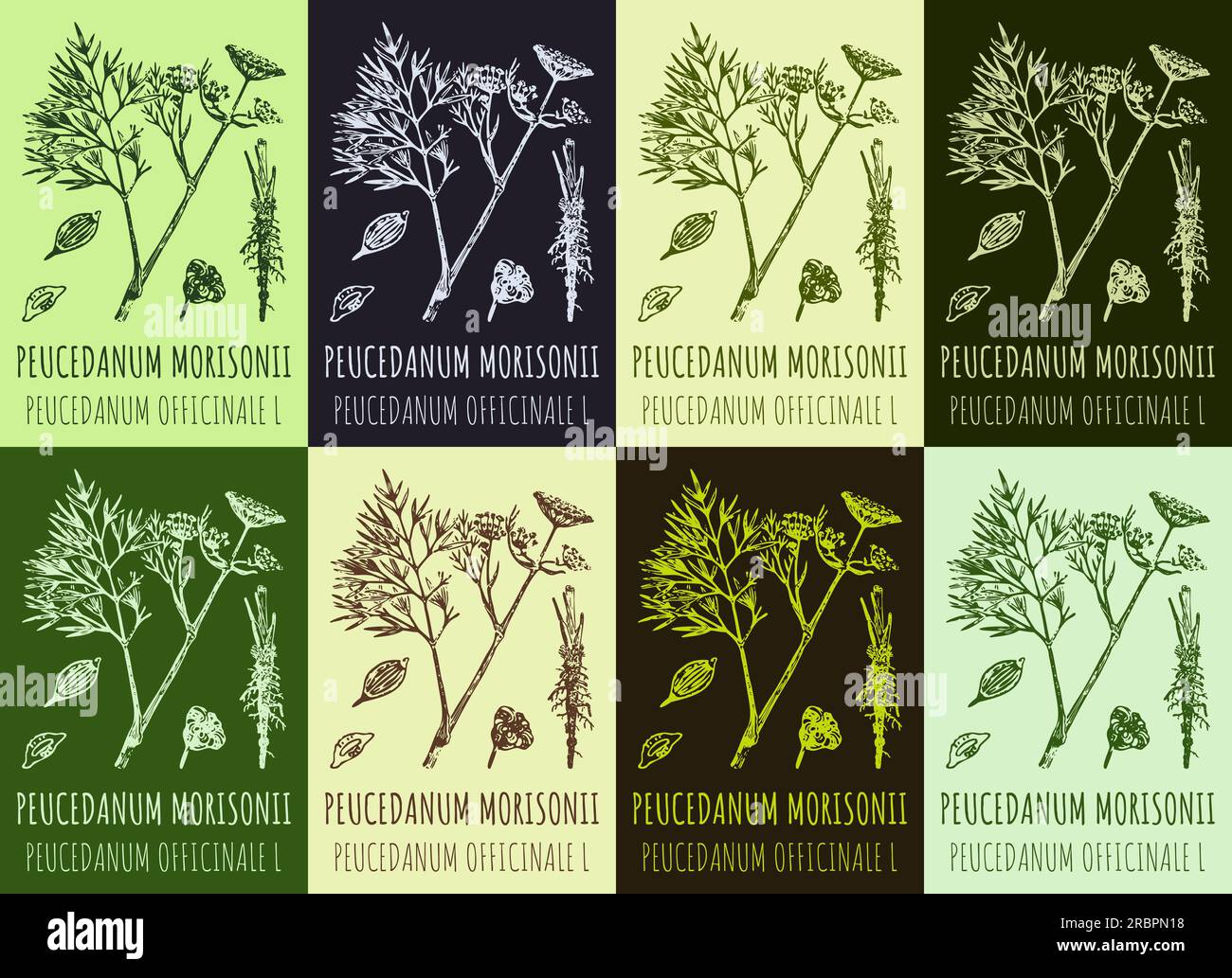 Set of vector drawing PEUCEDANUM MORISONII in various colors. Hand drawn illustration. The Latin name is PEUCEDANUM OFFICINALE L. Stock Photo