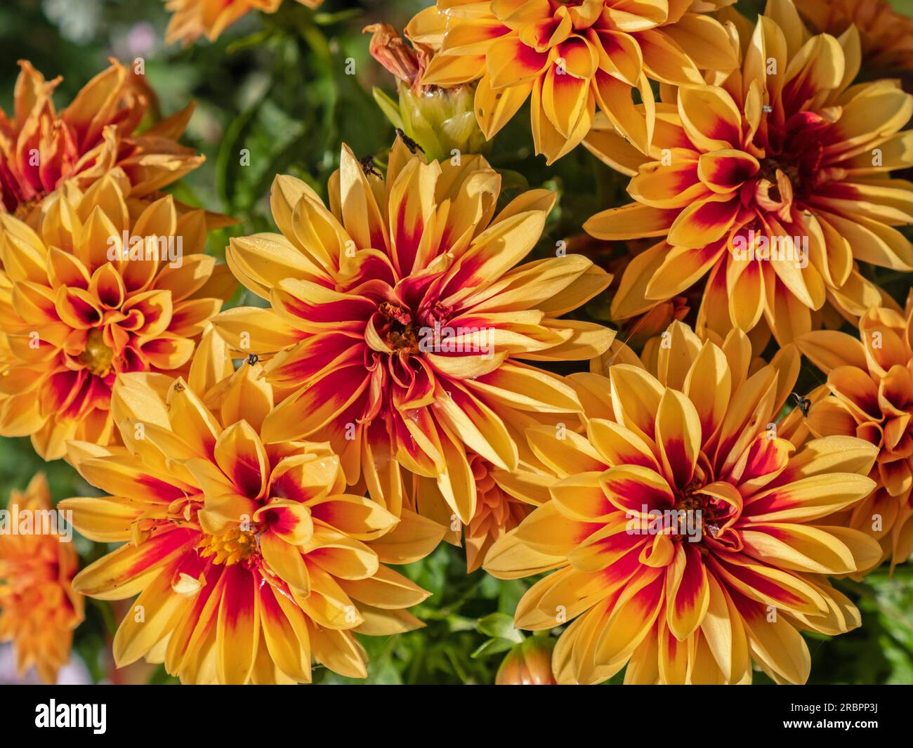 Dwarf Dahlia ( Dahlietta Surprise ) flowers in bloom in summer UK. These herbaceous perennial plants are native to Mexico and Central America Stock Photo