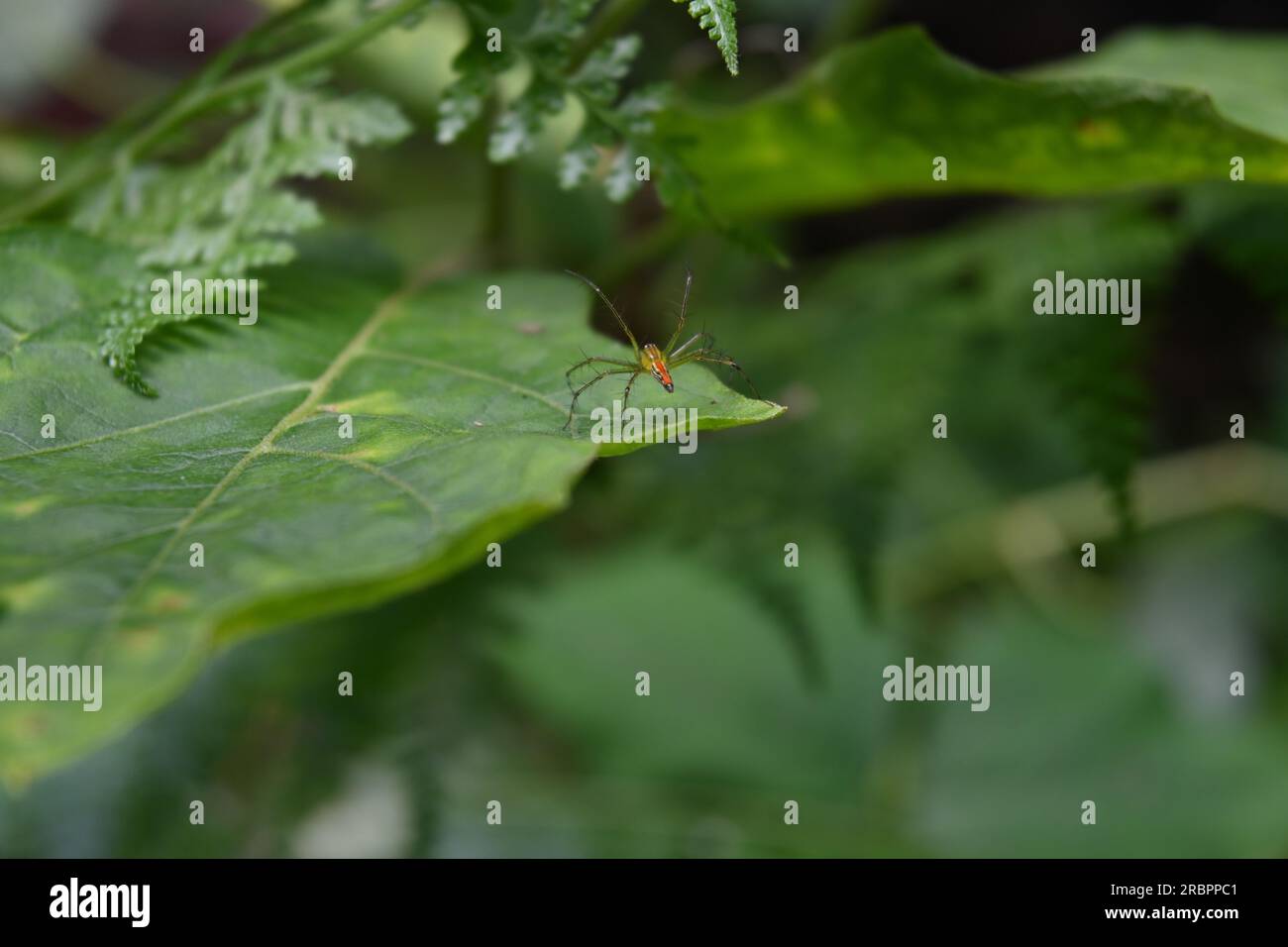 An orange backed lynx spider is sitting on the surface of an eggplant leaf. The spider's view from the back Stock Photo