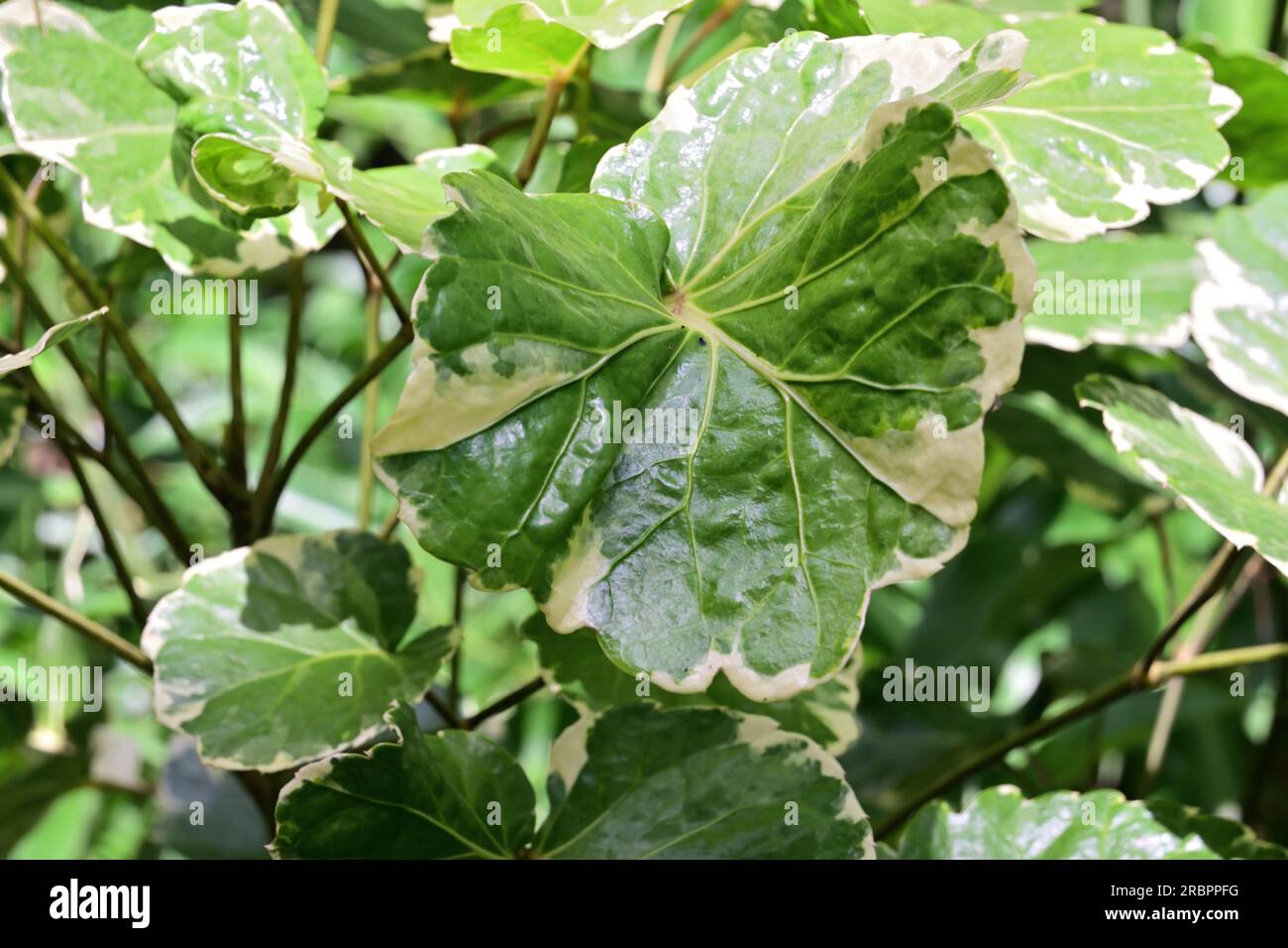 Close up view of a variegated leaf of a Dinner plate Aralia (Polyscias Balfouriana) plant Stock Photo