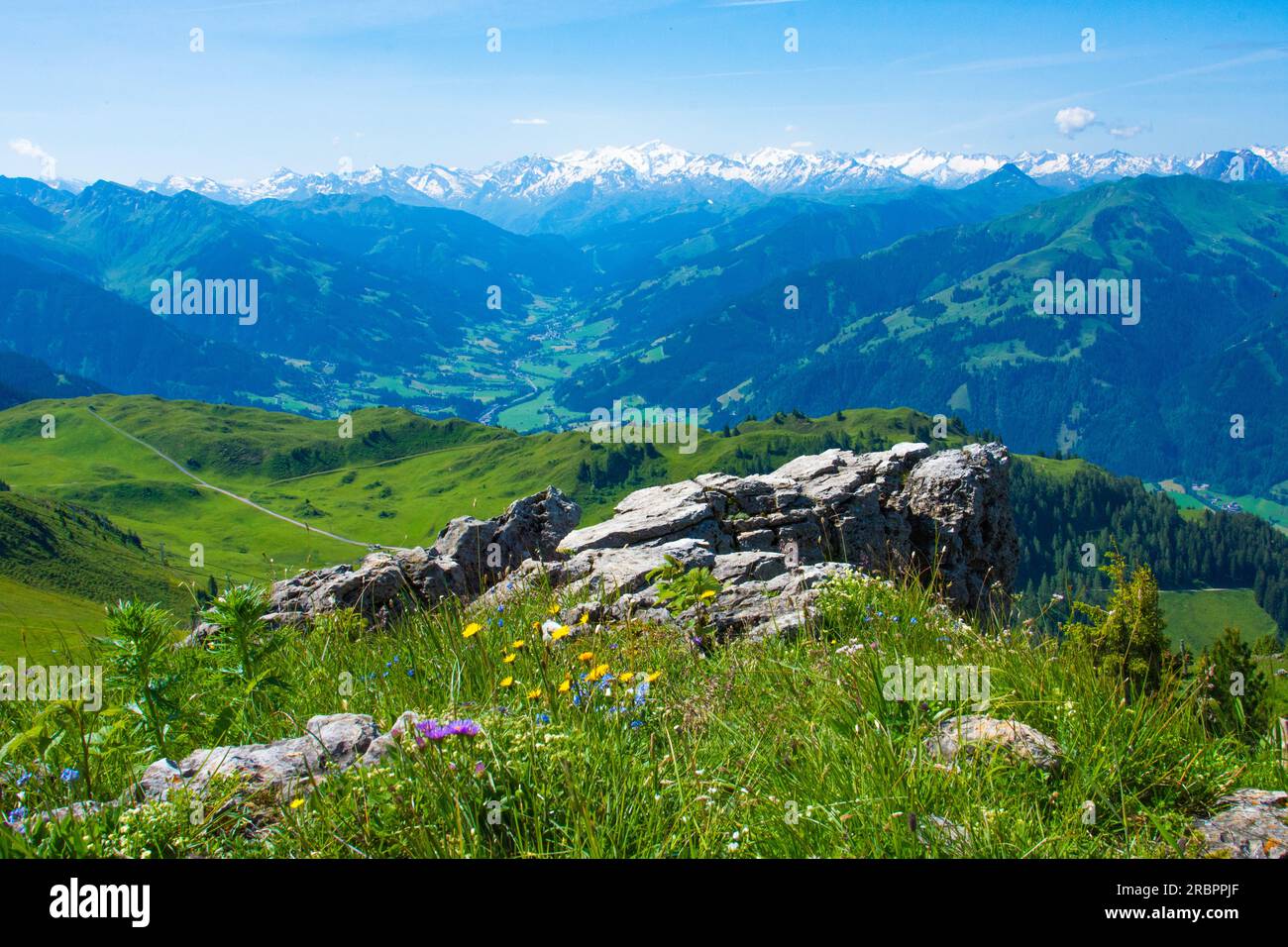 Österreich ,Alpengarten auf Kitzbühel Horn,mit Blick,auf Tauernkette Stock Photo