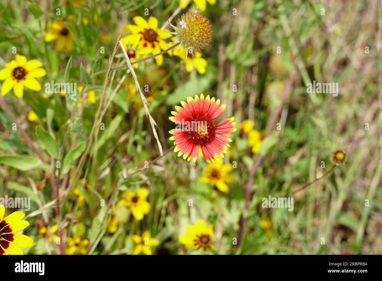Texas Wildflowers on the side of the road Stock Photo
