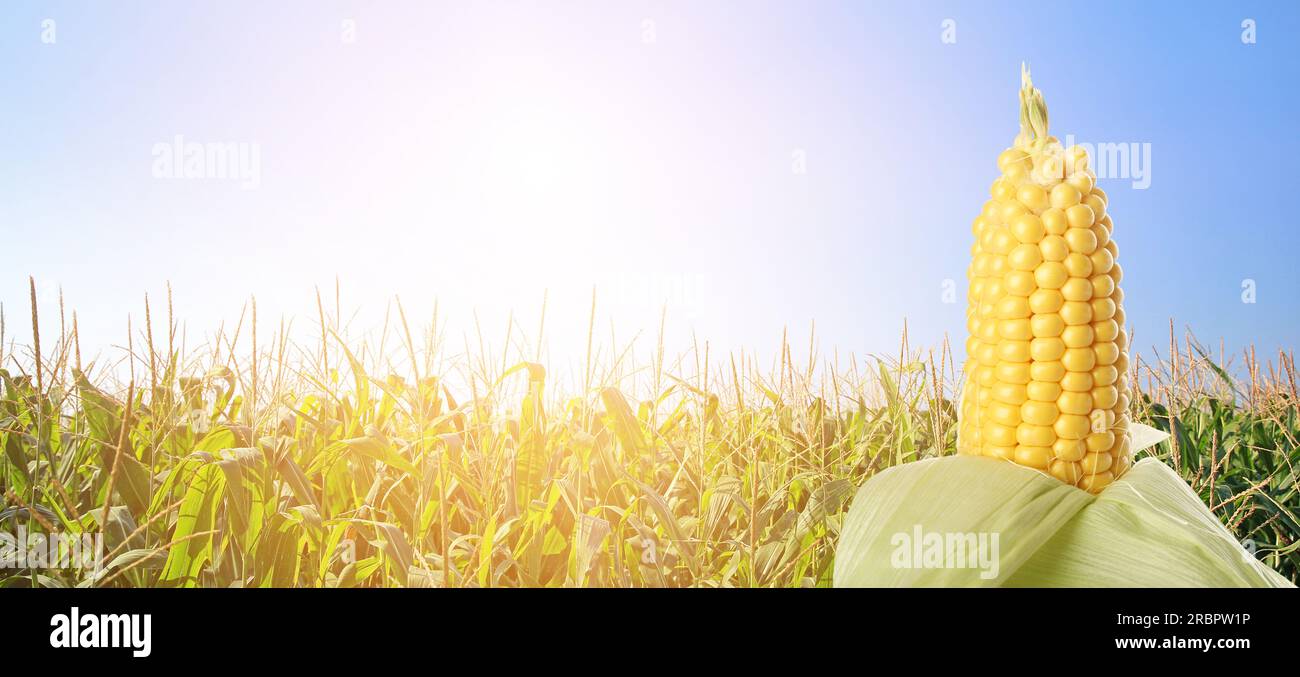 Ripe corn cob in field Stock Photo