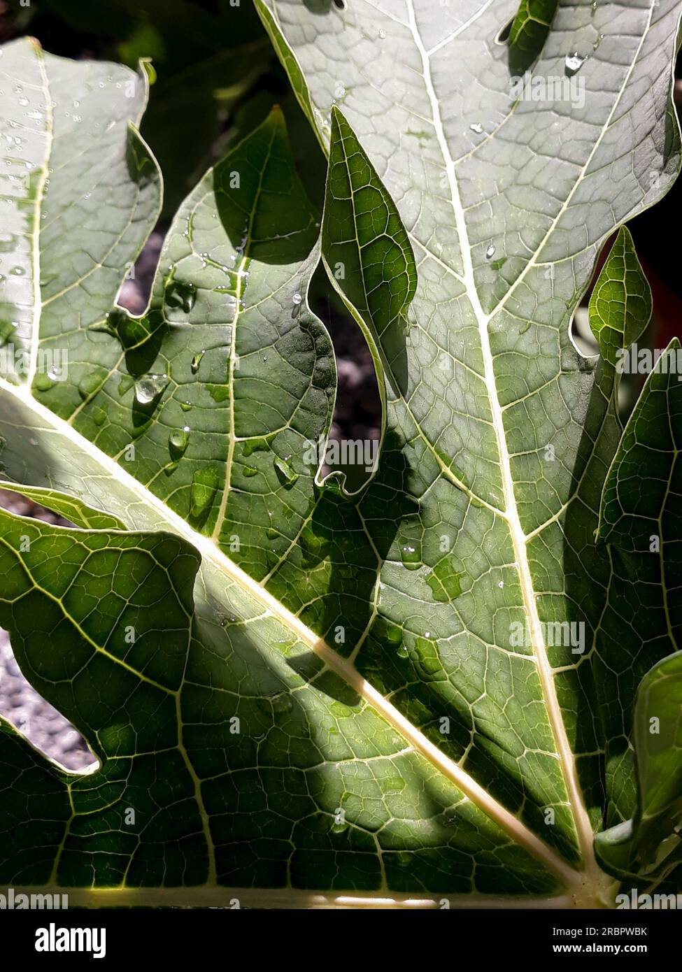 Wet Papaya Leaves in a rainy day at the garding Stock Photo - Alamy