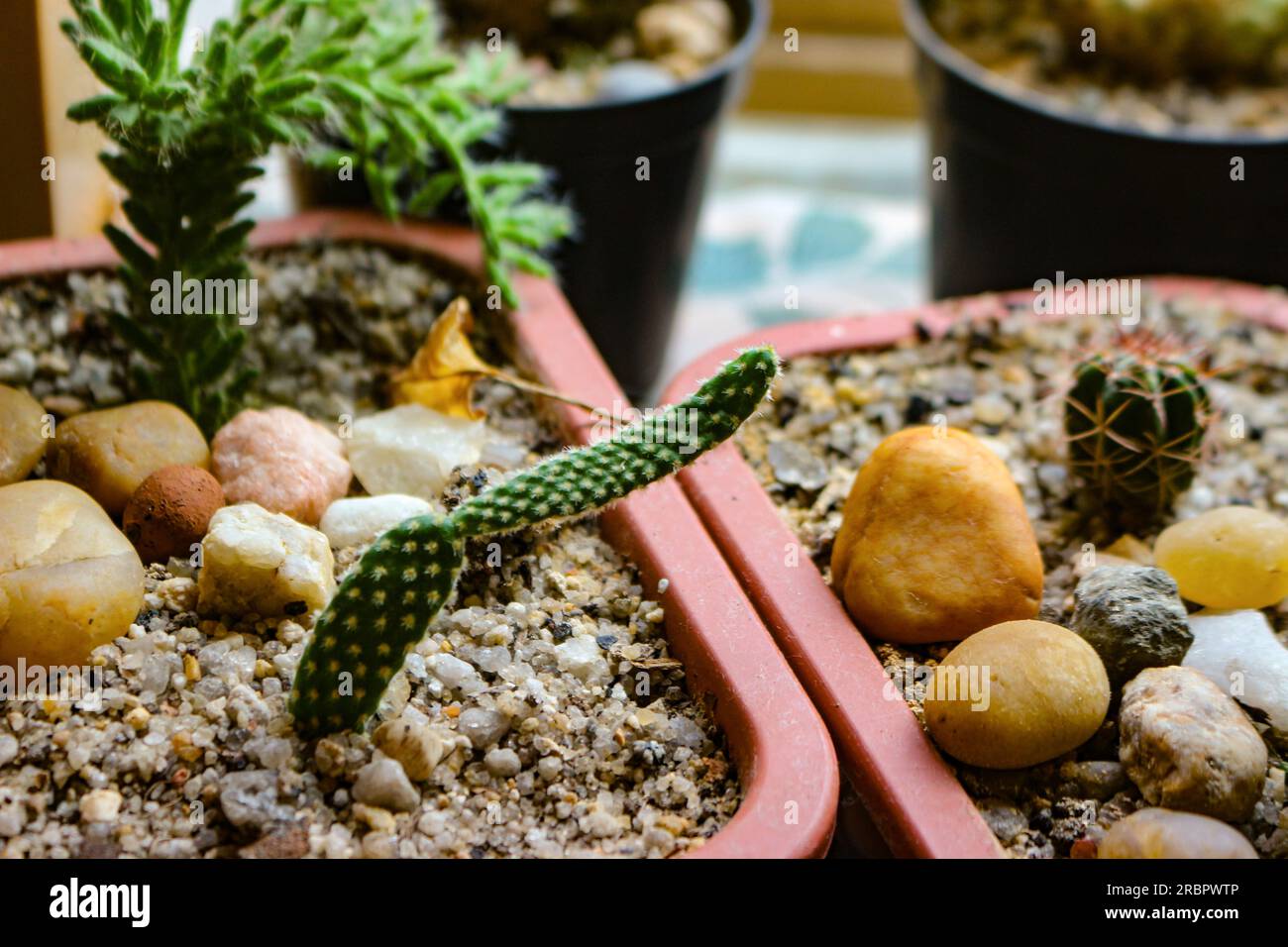 Cacti in small pots at home Stock Photo