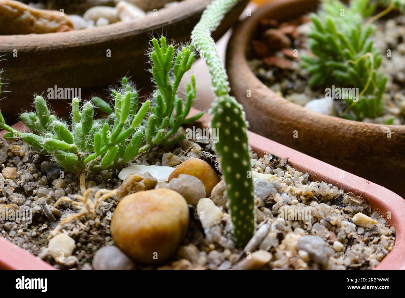 Cacti in small pots at home Stock Photo