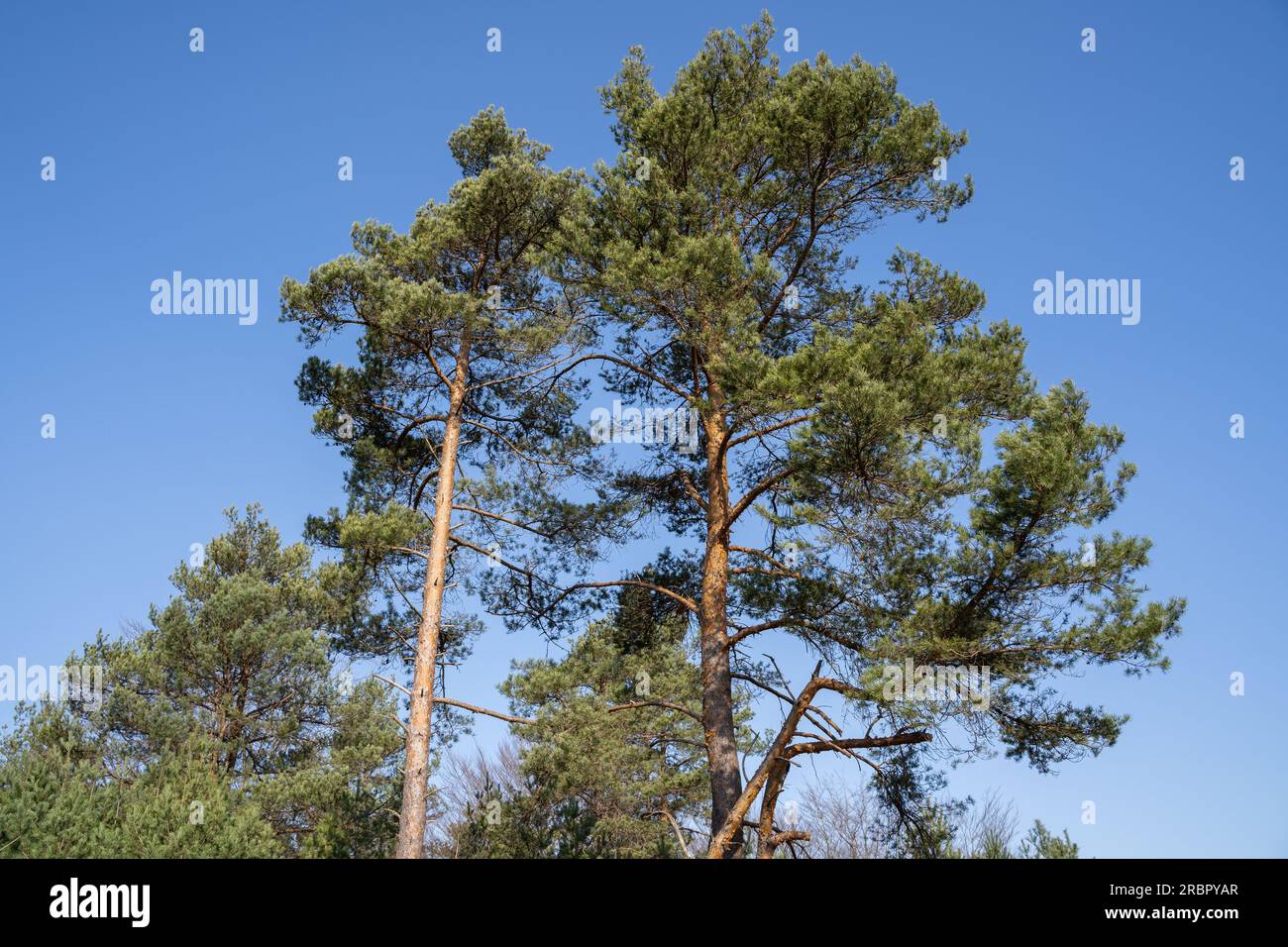 Big conifers in the blue sunny sky Stock Photo Alamy
