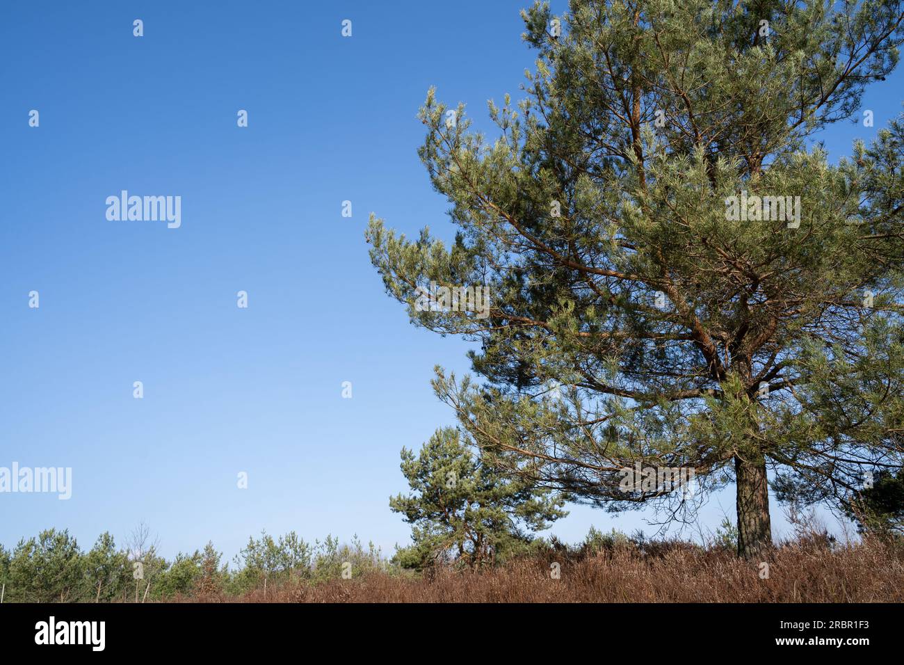 Solo conifer tree in the heathland on a sunny day with blue sunny sky Stock Photo