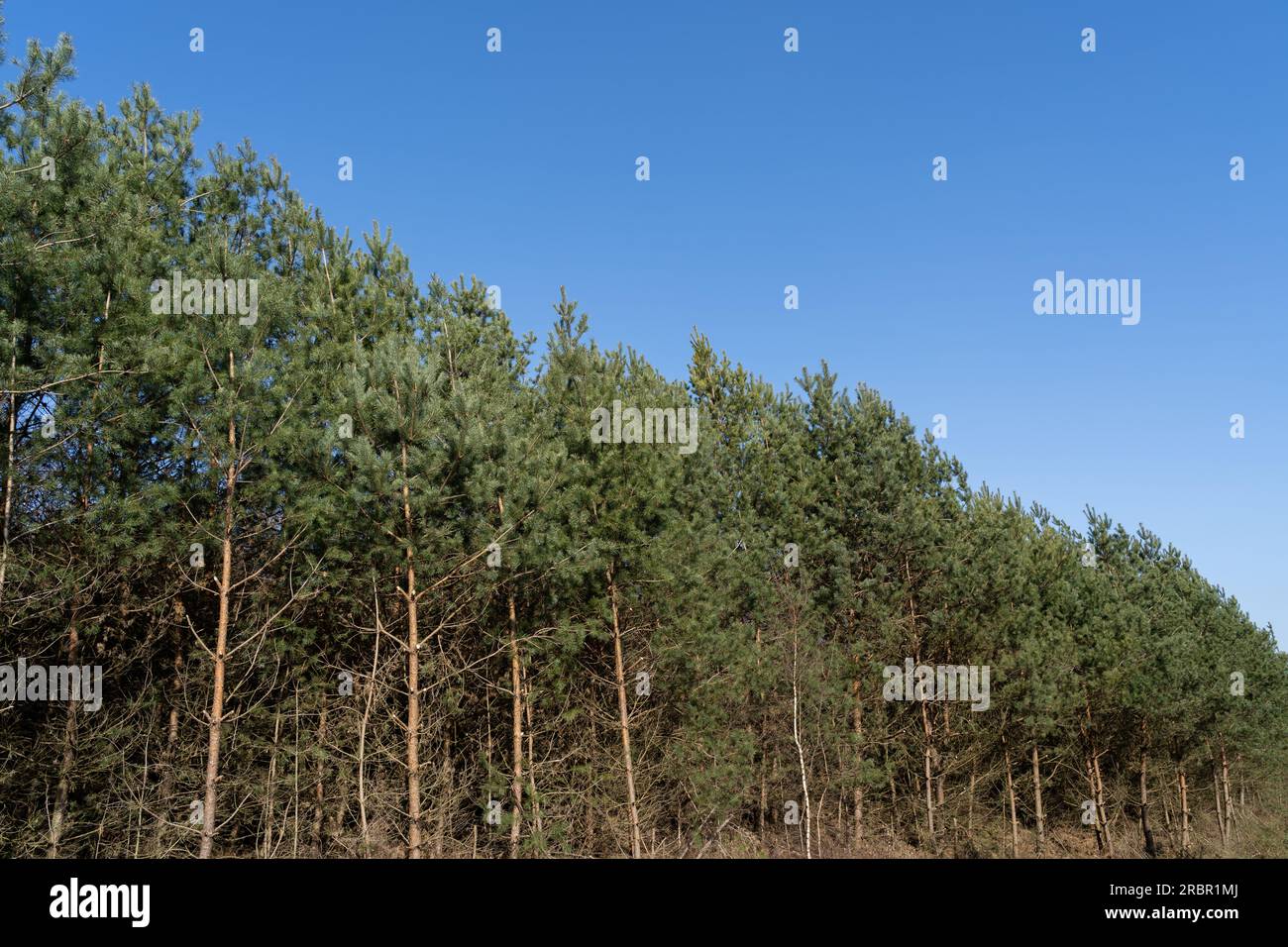 Needlee trees with blue sunny sky Stock Photo - Alamy