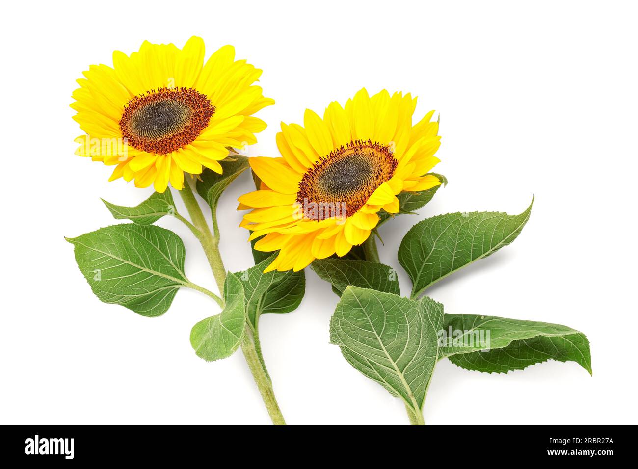 Beautiful sunflowers on white background Stock Photo - Alamy