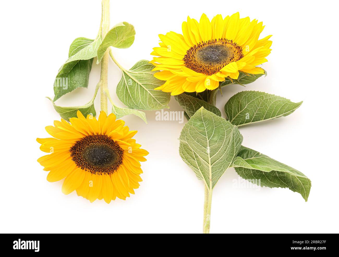 Beautiful sunflowers on white background Stock Photo - Alamy