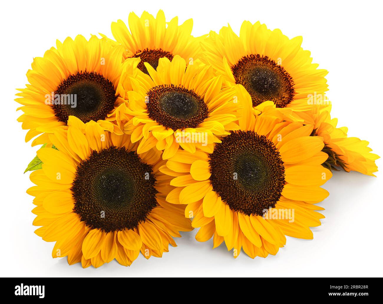 Beautiful sunflowers on white background Stock Photo - Alamy