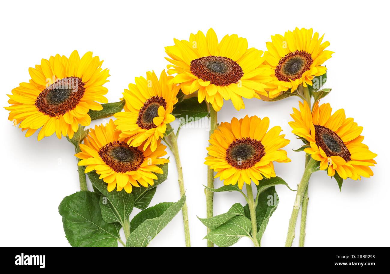 Beautiful sunflowers on white background Stock Photo - Alamy