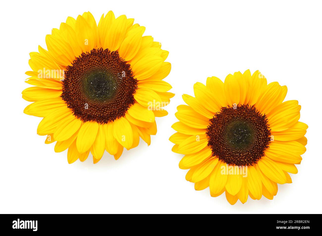 Beautiful sunflowers on white background Stock Photo - Alamy