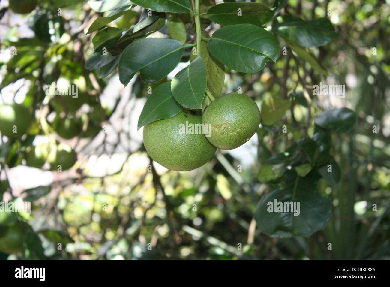 Green grapefruits hanging on the tree Stock Photo