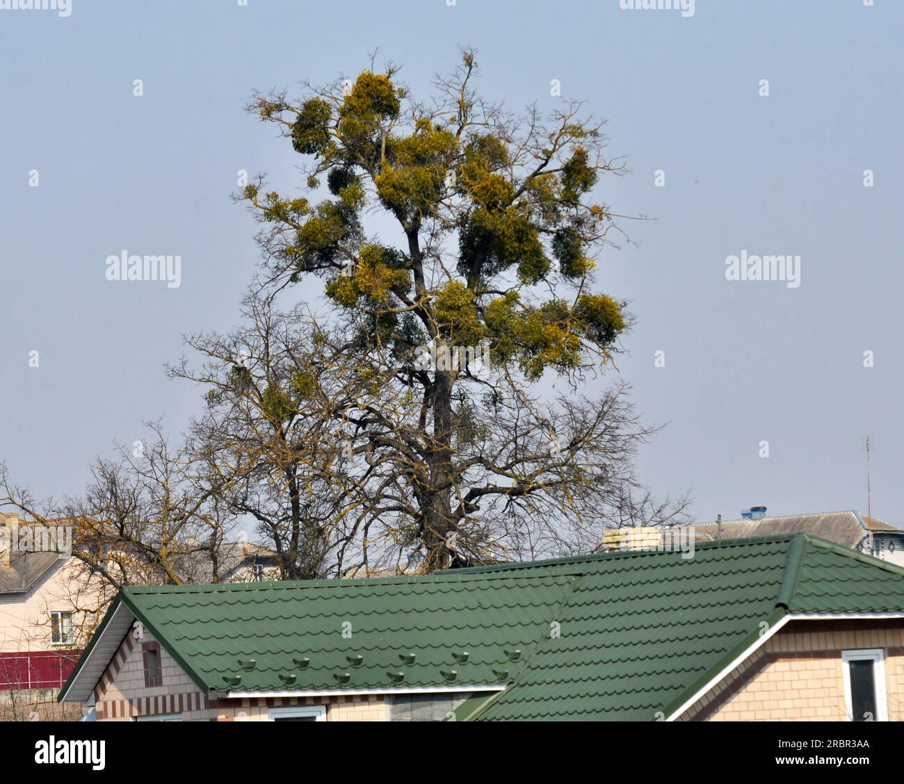 In nature, mistletoe (Viscum album) parasitizes on the tree Stock Photo