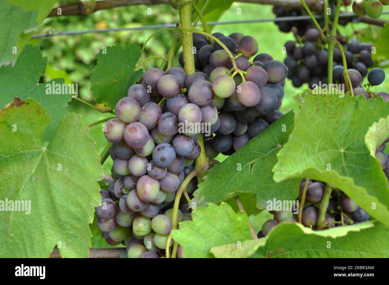 Table Grape Bunch Ripe Wine grape bunch hi-res stock photography and images - Alamy