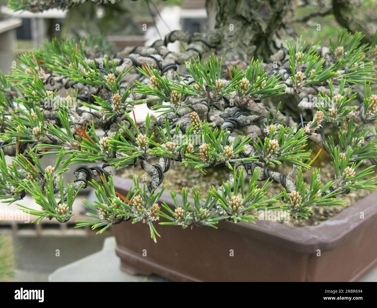 Japanese artistry and the skill of Bonsai growing closeup of a