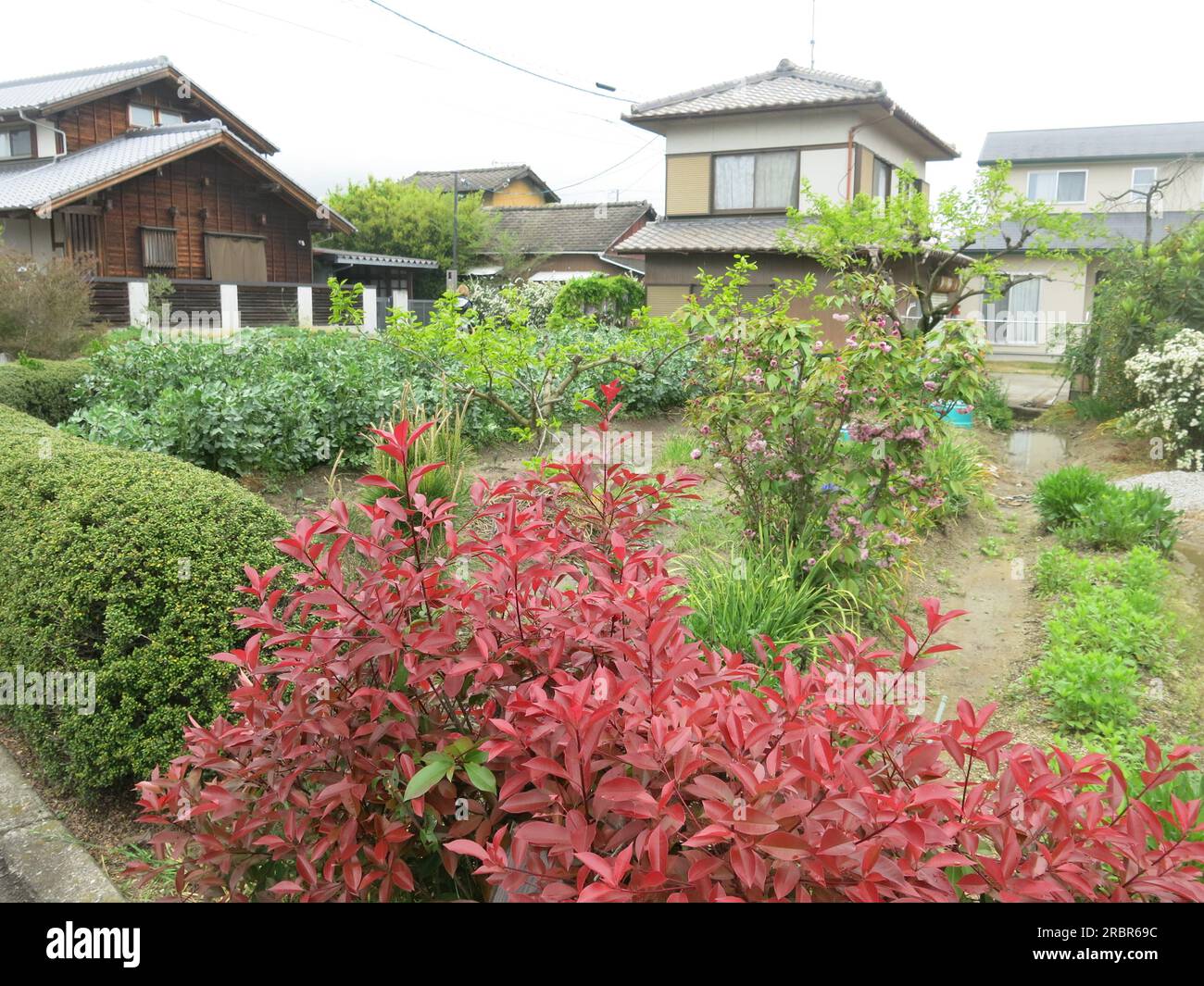 Landscape of Japanese houses and gardens in the bonsaigrowing village