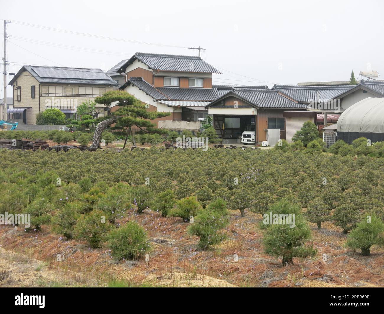 Fields of young pine trees are planted by the houses in the bonsai growing capital of Japan, with over 100 nurseries in the small village of Kinashi. Stock Photo