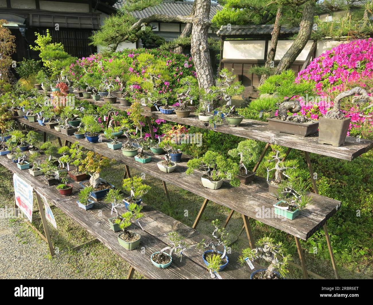 The Japanese art of bonsai: three rows of pots with miniature sculpted ...