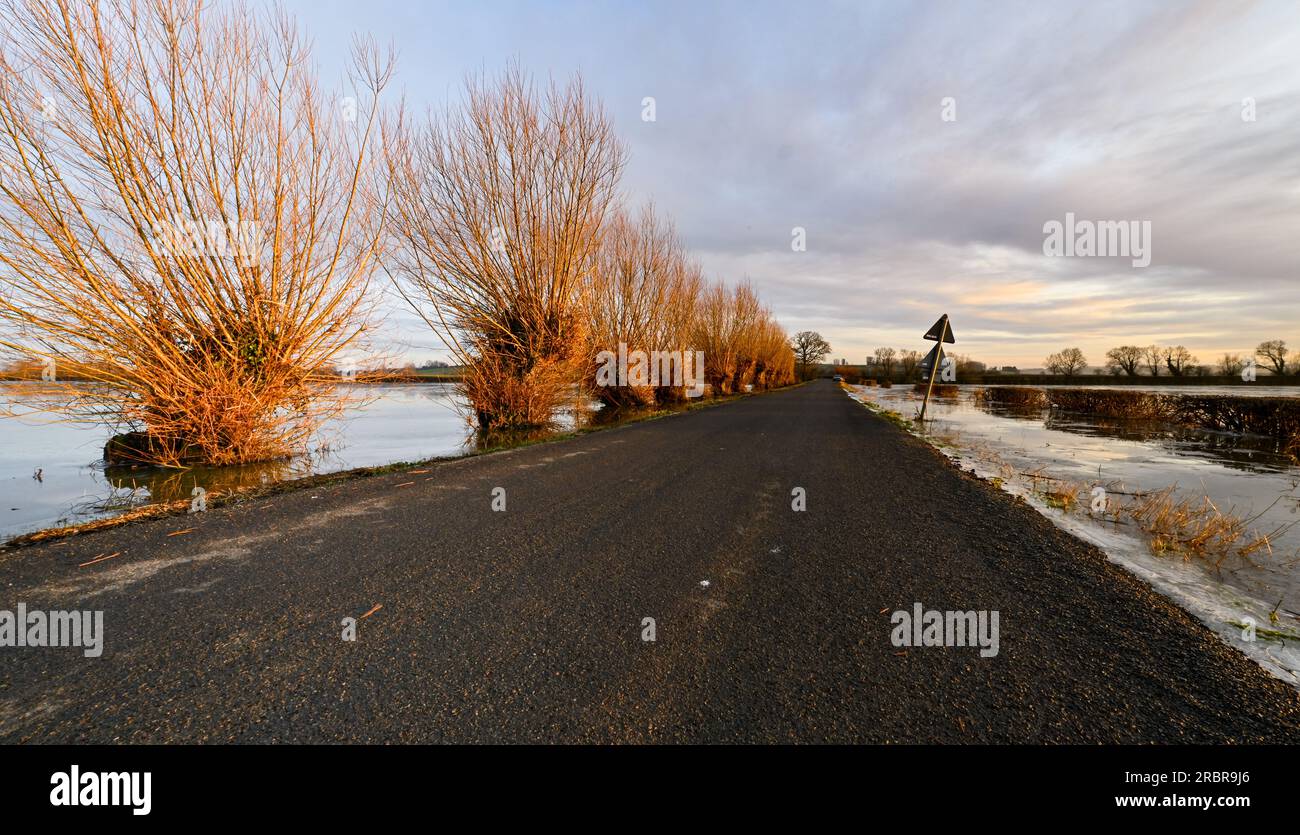 Willow Trees on the Flooded and Frozen Somerset Levels near Highbridge and Burrow Hill Stock Photo