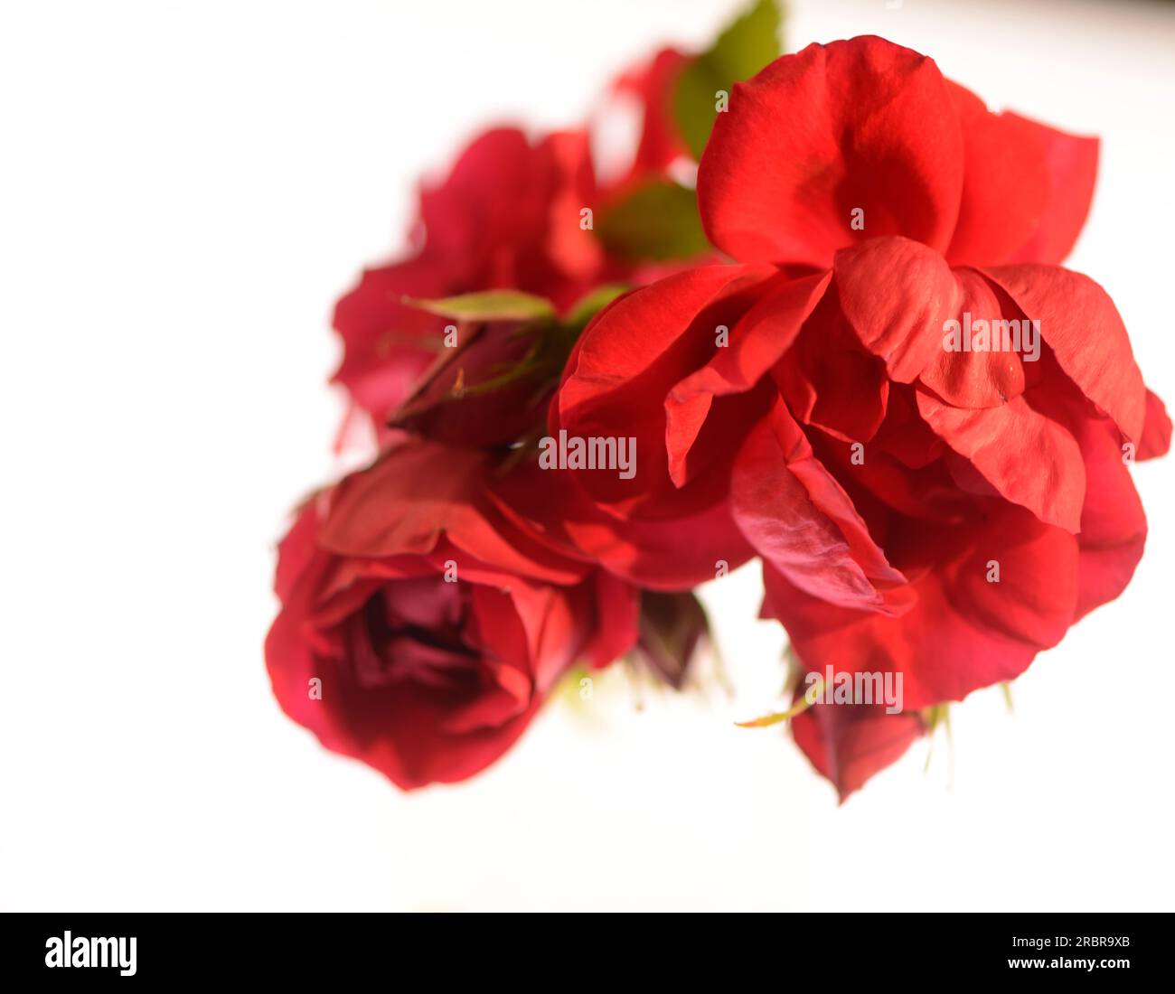 rose, flower, Stock Photo