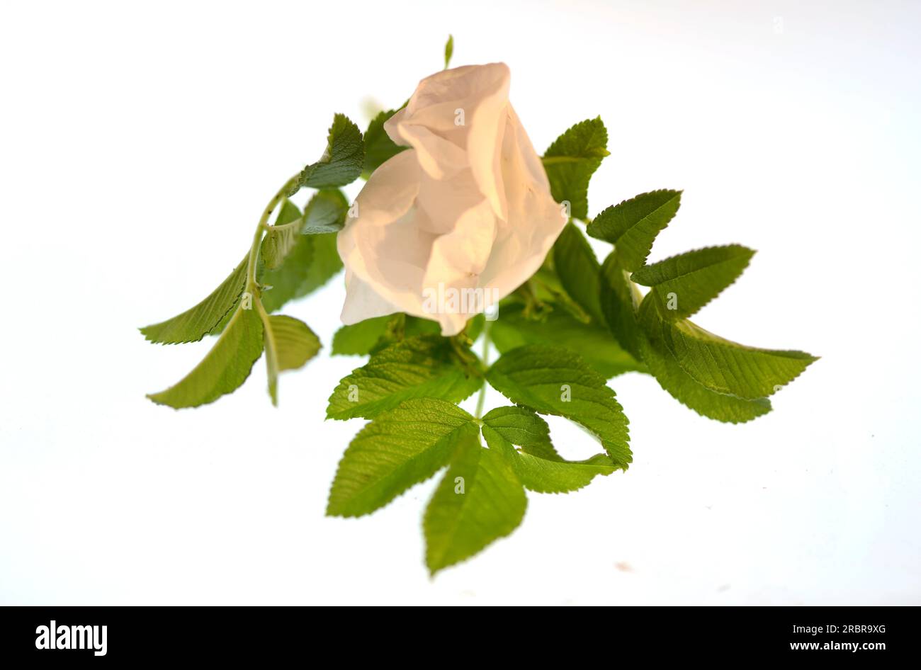 rose, flower, Stock Photo