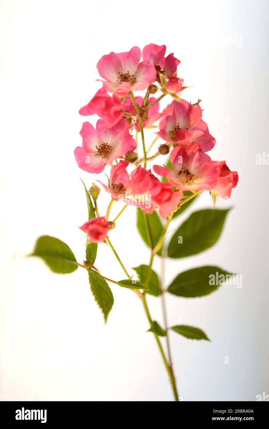 rose, flower, Stock Photo