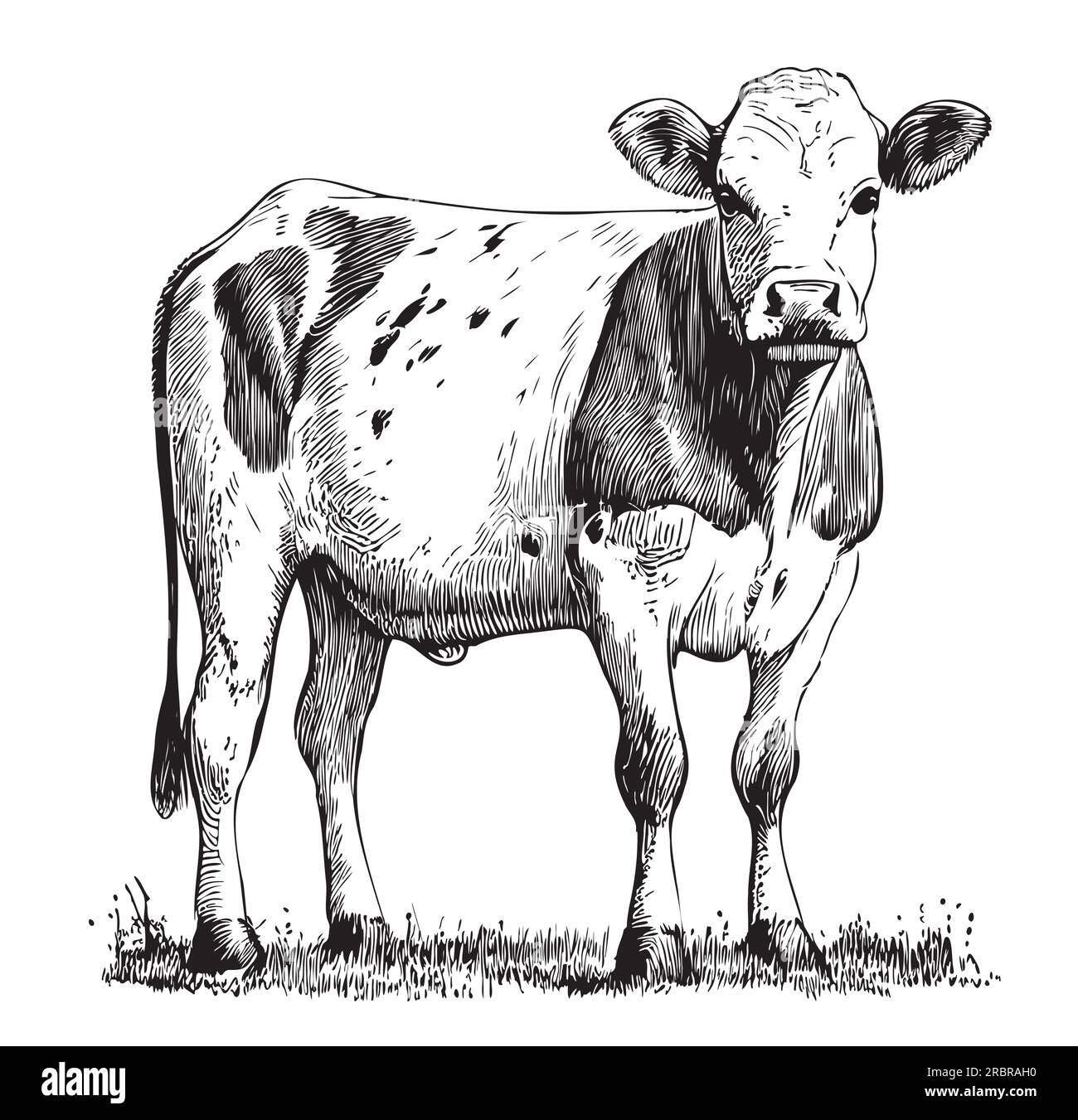 Cow calf sketch hand drawn engraving style illustration Stock Vector