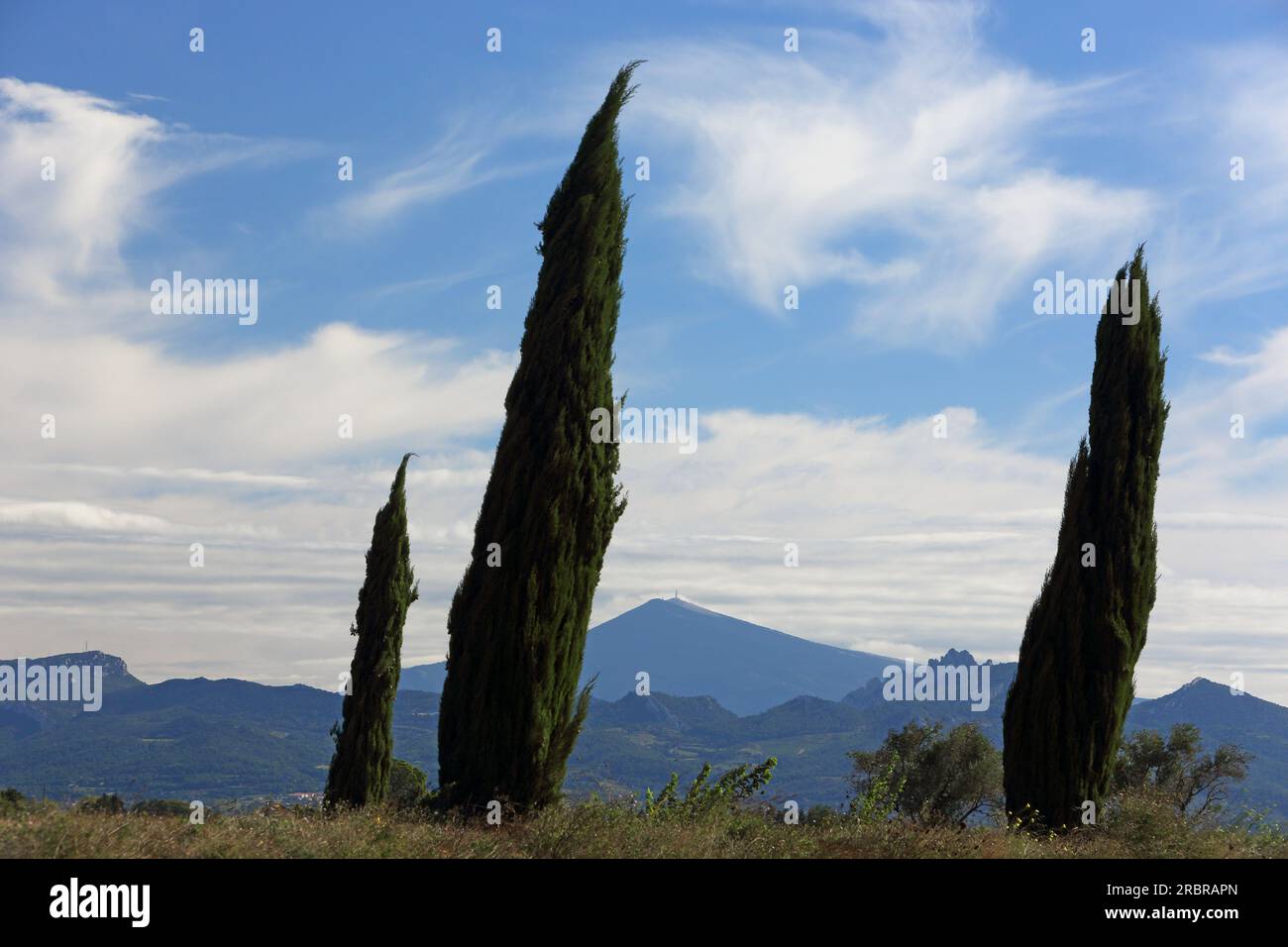 Shaped by the mistral: south-leaning cypresses and Mont Ventoux, near Serignan, Vaucluse, Provence-Alpes-Côte d'Azur, France Stock Photo