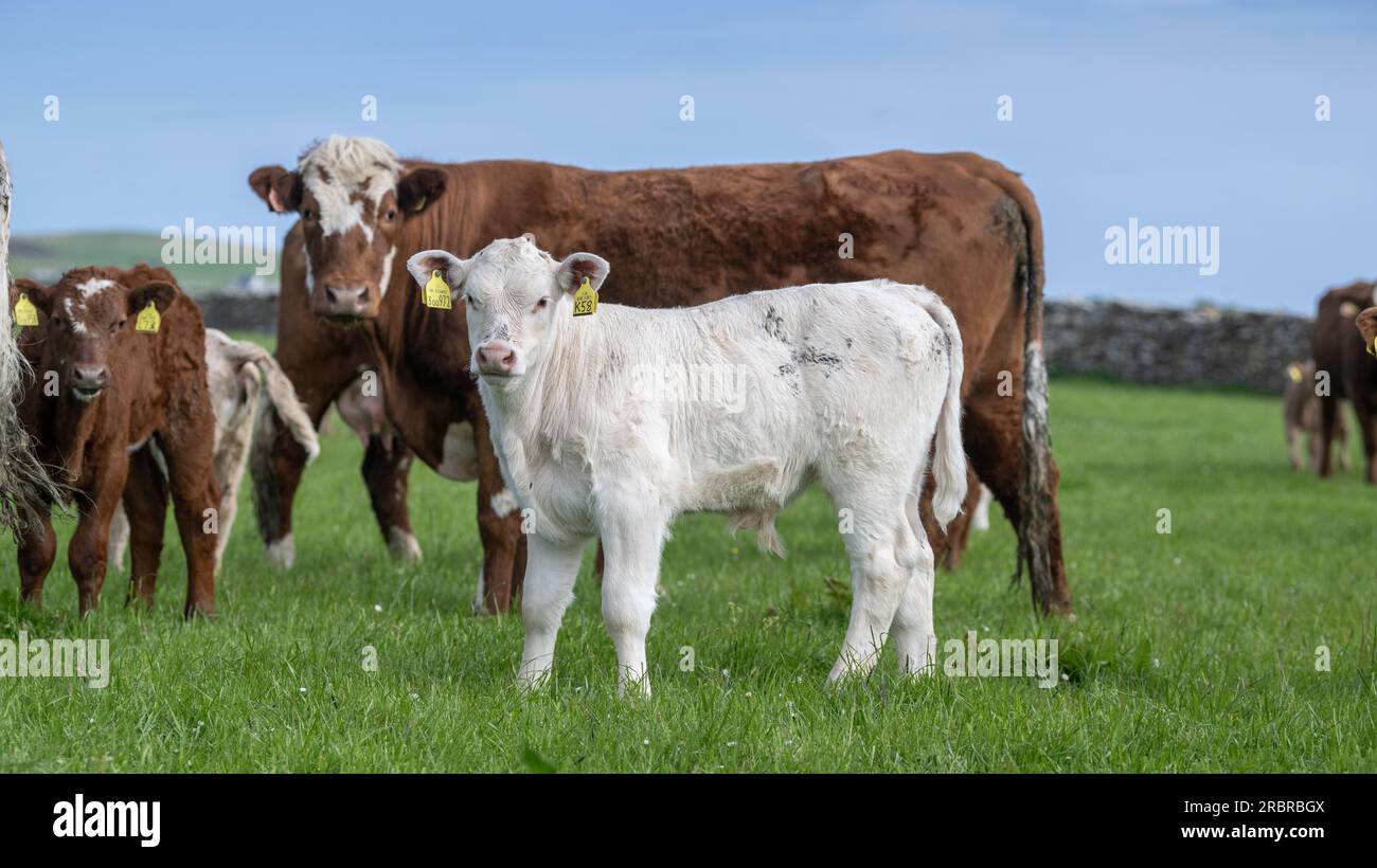 Cattle pens uk hi-res stock photography and images - Alamy