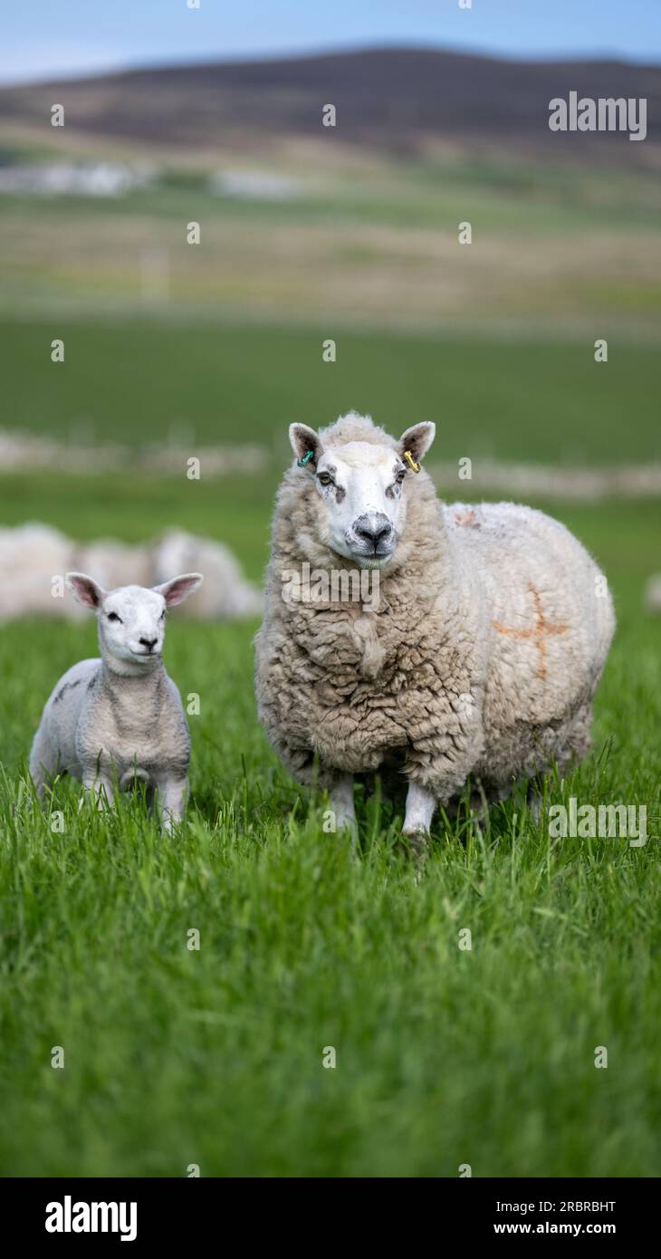 Cheviot cross Shetland ewes with young Texel sired lambs on Orkney,  Scotland, UK Stock Photo - Alamy